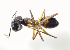 Camponotus xerxes