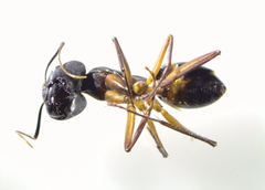 Camponotus xerxes