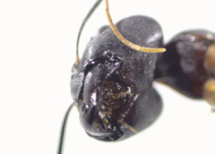 Camponotus xerxes