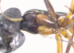 Camponotus xerxes