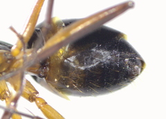 Camponotus xerxes