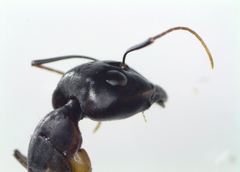 Camponotus xerxes
