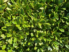 Brachyglottis adamsii