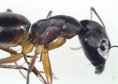 Camponotus xerxes