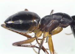 Camponotus xerxes
