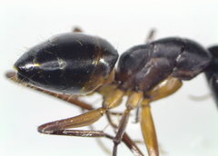 Camponotus xerxes