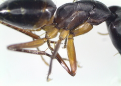 Camponotus xerxes