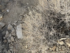 Acamptopappus sphaerocephalus