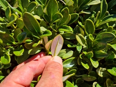 Brachyglottis adamsii