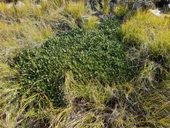 Brachyglottis adamsii