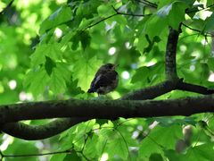 Turdus pilaris