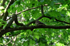 Turdus pilaris
