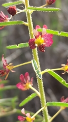 Cleome violacea