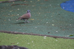 Nesoenas picturatus