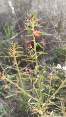 Cleome violacea