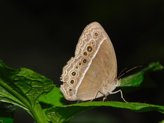 Mycalesis horsfieldi