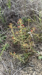 Cleome violacea