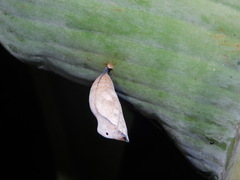 Doleschallia bisaltide