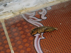 Gryllotalpidae