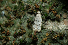 Autosticha calceata