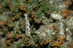 Autosticha calceata
