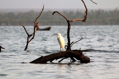 Egretta garzetta dimorpha