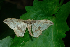 Hyposidra infixaria