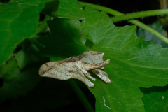 Hyposidra infixaria