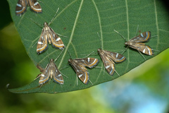 Strepsinoma croesusalis