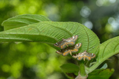Strepsinoma croesusalis