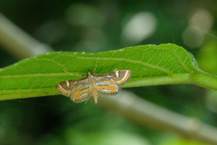 Strepsinoma croesusalis