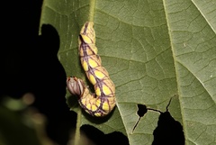 Antithemerastis acrobela