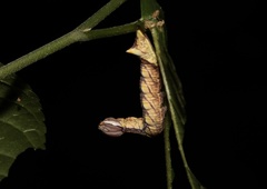 Antithemerastis acrobela