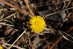 Tussilago farfara