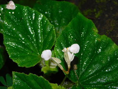 Begonia hirtella