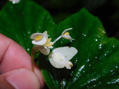 Begonia hirtella