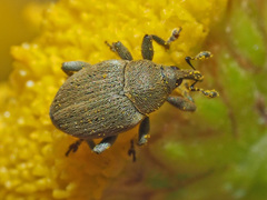 Sibinia viscariae