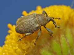 Sibinia viscariae