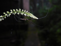 Tetragnatha