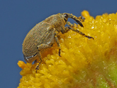 Sibinia viscariae