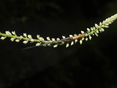 Tetragnatha