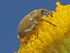 Sibinia viscariae