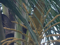Anthreptes malacensis