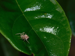 Eriovixia laglaizei