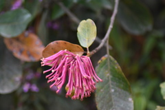 Oreocallis grandiflora