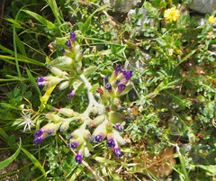 Anchusa hybrida