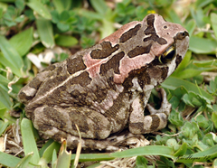 Ranger's Toad photo 3