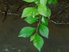 Acalypha siamensis