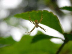 Argiope