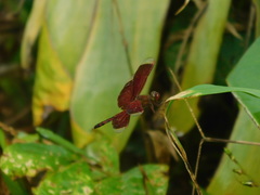 Neurothemis terminata